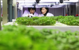 【图集】水培蔬菜，在海上“种地”：未来农业能否喂饱所有人？|界面新闻 · 影像